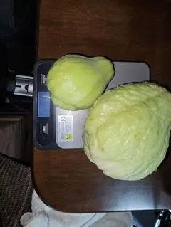 2025年最新】ハヤトウリの人気アイテム - メルカリ