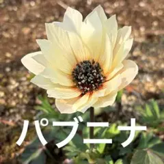 2026年最新】パブニナの人気アイテム - メルカリ