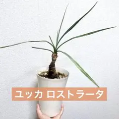 2026年最新】ユッカロストラータの人気アイテム - メルカリ