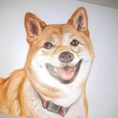 柴犬 手描きイラスト