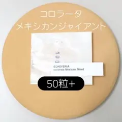 2025年最新】メキシカンジャイアントの人気アイテム - メルカリ