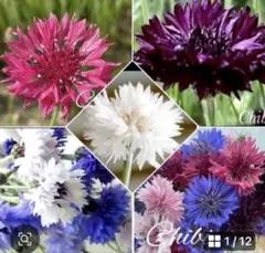 ❤セントーレア ＊ 美色mix 種６０粒(正規品)