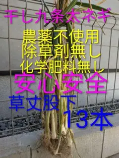 干しネギ 九条太ネギ苗のサムネイル