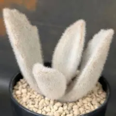 多肉植物 カランコエ パンコ(ロウルサンコさんオリジナル・国内繁殖カット苗)のサムネイル