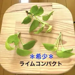 ポトス ライムコンパクト＊状態良好　お洒落のサムネイル