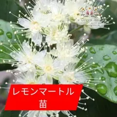 めめめめよしよし様 リクエスト 2点 まとめ商品