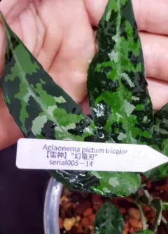 ◇RGL◇ 現地便 アチェ産 ワイルド アグラオネマ ピクタム