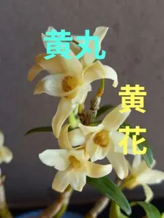 2026年最新】黄花セッコクの人気アイテム - メルカリ