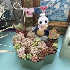★そのまま飾れる★多肉植物★寄せ植え★パンダさんのパン屋さん☆*:.。