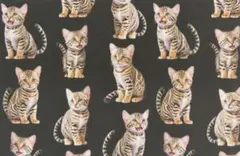 【ゆきちゃん限定】X1854-6 ベンガル 猫 黒系 コットン生地 1m