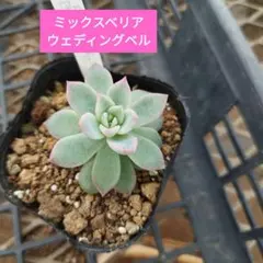 ❤️確認用❤️★F ミックスベリア❤️ウエディングベル❤️抜き苗♪✨メルカリ便✨札なし ミックスベリア ウエディングベル 抜き苗 おらいさん 多肉植物