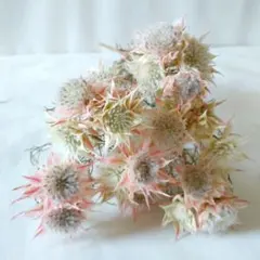 セルリア　ドライフラワーのサムネイル