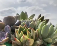 寄せ植えセット(抜き苗)　多肉植物　エケベリア