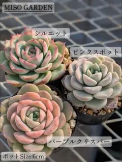 エケベリア3種セット