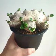 【希少！極上株】パキポディウム恵比寿笑い　ブレビカウレ　現地球 発根済み パキポディウム ブレビカウレ 