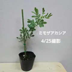 ミモザアカシア苗◆正規品◆高さ34cm◆③