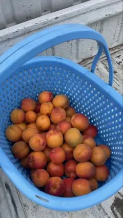 あんず 信州産 無農薬のサムネイル
