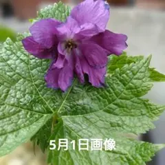 山野草 濃色八重咲き シラネアオイ 15D - メルカリ