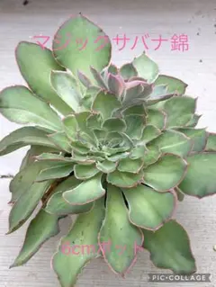 多肉植物 マジックサバナ錦♡抜き苗