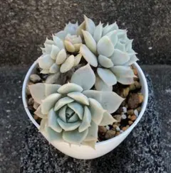 Fuu様 リクエスト 3点 まとめ商品