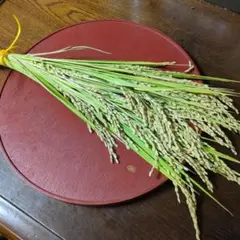 稲穂 ドライフラワー ハンドメイド素材　令和８年の稲穂