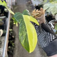 2026年最新】フィロデンドロン 斑入りの人気アイテム - メルカリ