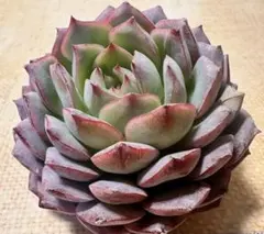 空*ん様 2861新入荷　エメラルドワルツ　エケベリア　多肉植物　撮影3月11日