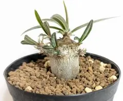 2025年最新】グラキリス 鉢の人気アイテム - メルカリ