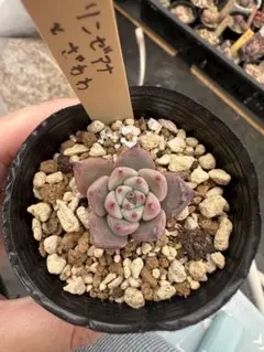 2026年最新】リンゼアナ×ざわわの人気アイテム - メルカリ