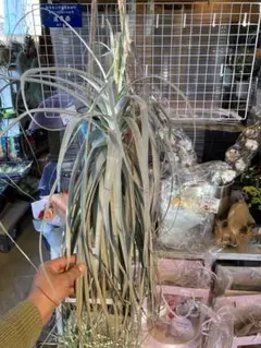 プルメリア様 リクエスト 2点 まとめ商品