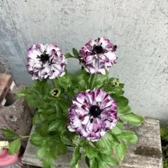 ✿Dom❤Mia✿プロフ必読✿様 リクエスト 2点 まとめ商品