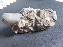 山口県 秋穂二島産 海擦れスモーキークォーツ - メルカリ