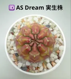 ASギムノカリキウム ミハノビッチID：Pomelo Pink Princess - メルカリ