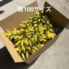 限定◼︎フレッシュミモザ　無農薬　箱100サイズ　保水無し　⑥