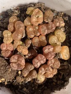 2025年最新】ペルシダム コノフィツムの人気アイテム - メルカリ