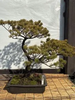➂ イワヒバ ( 岩松 ） 首長最上株物 30年以上コニファー 盆栽 激安 