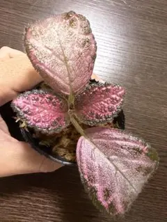 エピスシア クプレアタ クレオパトラ ランナー付 速達発送 EPISCIA