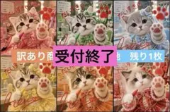 【訳あり商品】パネル生地　　アイドルネコ　（おまとめ値引き有り）　4組限定