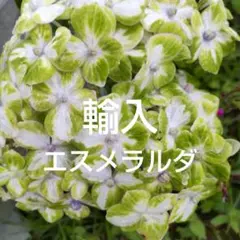 2026年最新】輸入アジサイ 苗の人気アイテム - メルカリ