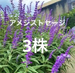 アメジストセージ3株