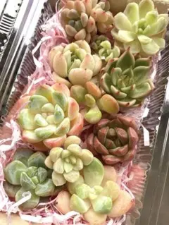 2026年最新】多肉植物 韓国苗 セットの人気アイテム - メルカリ