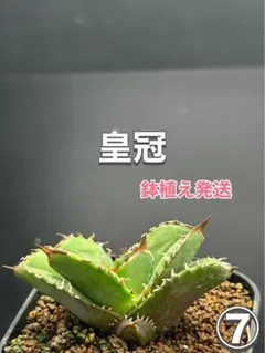 2025年最新】柊月 アガベの人気アイテム - メルカリ