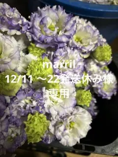 marril　12/11 〜22発送休み様専用　トルコキキョウ　トルコギキョウ苗