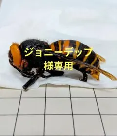 2026年最新】昆虫標本 ハチの人気アイテム - メルカリ