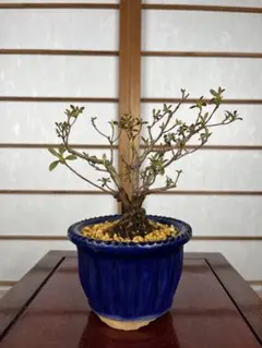 2026年最新】さつき盆栽の人気アイテム - メルカリ