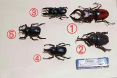 seinatouchアイロンビーズ図案5枚 カブトムシクワガタ立体 追加可能
