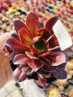 25#多肉植物アエオニウム錦❤️銅花順錦❤️1大頭11cm拔き苗 - メルカリ