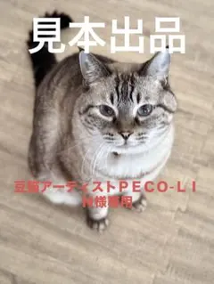 豆猫アーティスト　ＰＥＣＯ-ＬＩＮさま専用