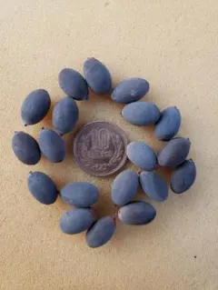 2025年最新】大賀ハスの種の人気アイテム - メルカリ