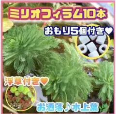 ミリオフィラム　10本➕おもり5個　アマゾンフロッグピット　アナカリス追加可能